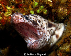 Muray
 by Ladislav Nogacek 
